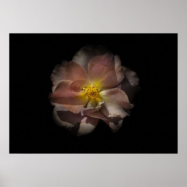 Backyard Flowers No 113 Färg Version Poster (Framsidan)