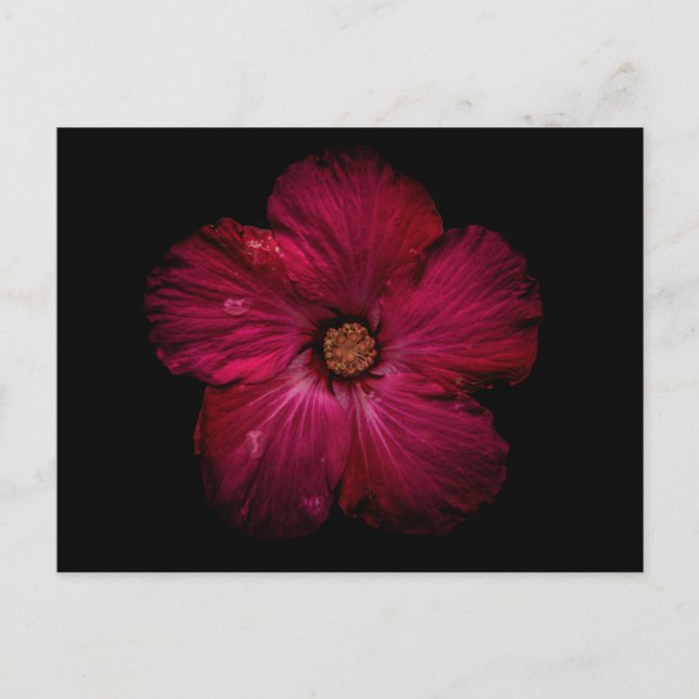 Backyard Flowers No 122 Color Version Vykort (Framsida)