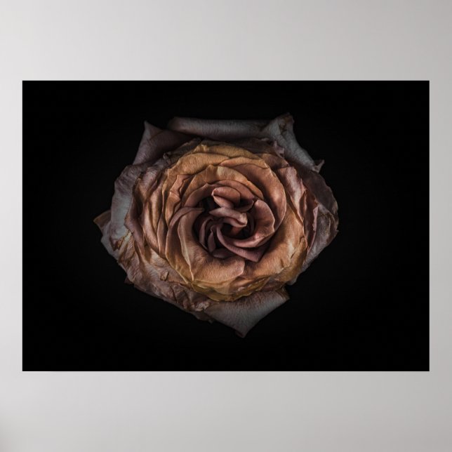 Backyard Flowers No 139 Färg Version Poster (Framsidan)