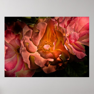 Backyard Flowers No 40 Färg Version Poster