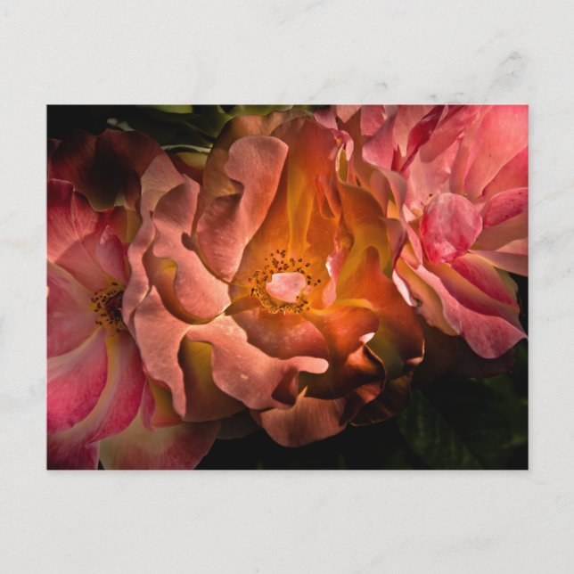 Backyard Flowers No 40 Färg Version Vykort (Framsida)