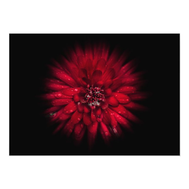 Backyard Flowers No 45 Färg Flow Version Fototryck (Framsidan)