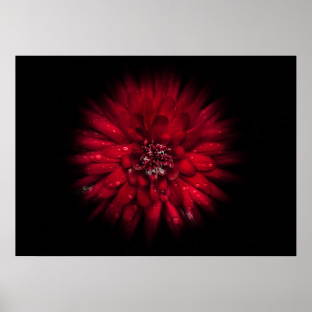 Backyard Flowers No 45 Färg Flow Version Poster (Framsidan)