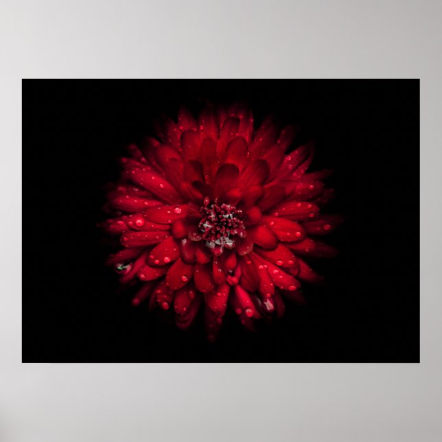 Backyard Flowers No 45 Färg Version Poster (Framsidan)