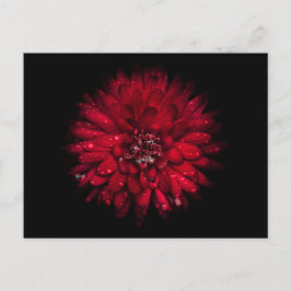 Backyard Flowers No 45 Färg Version Vykort