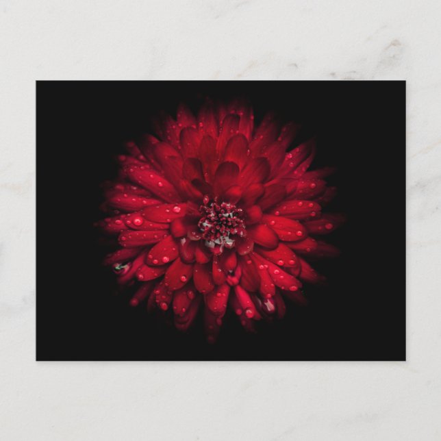 Backyard Flowers No 45 Färg Version Vykort (Framsida)