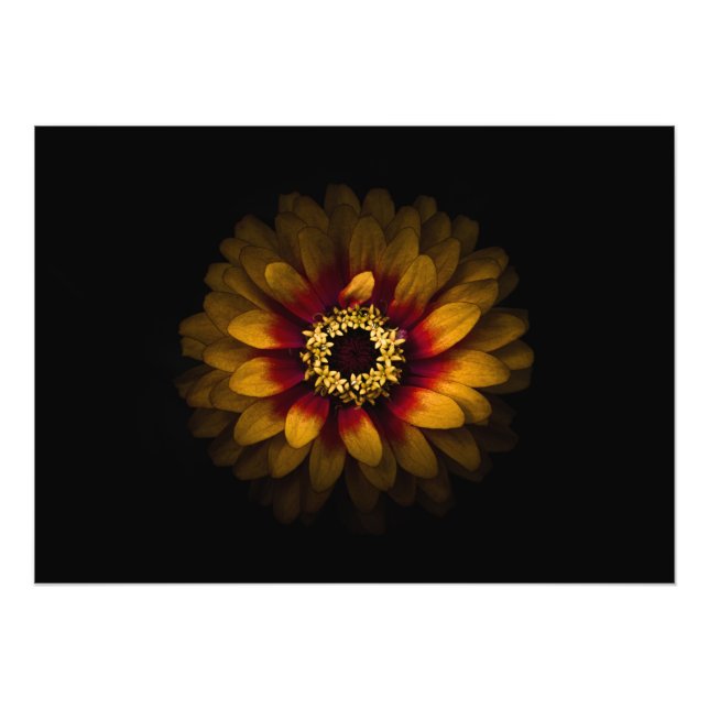 Backyard Flowers No 69 Färg Version Fototryck (Framsidan)