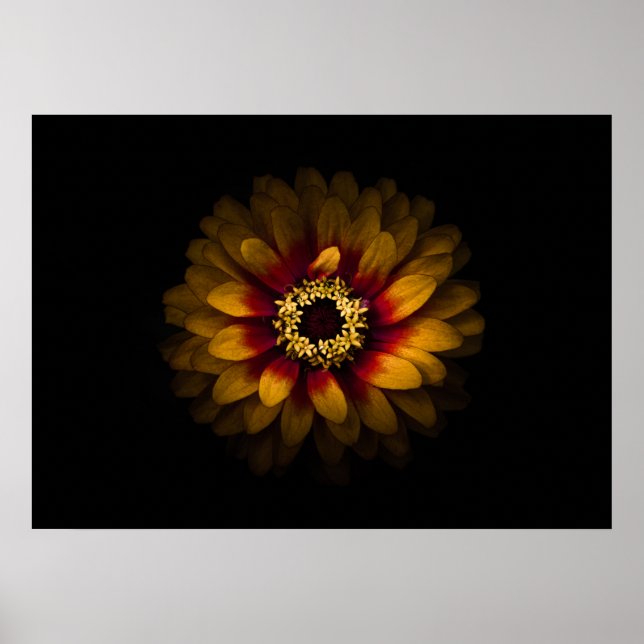 Backyard Flowers No 69 Färg Version Poster (Framsidan)