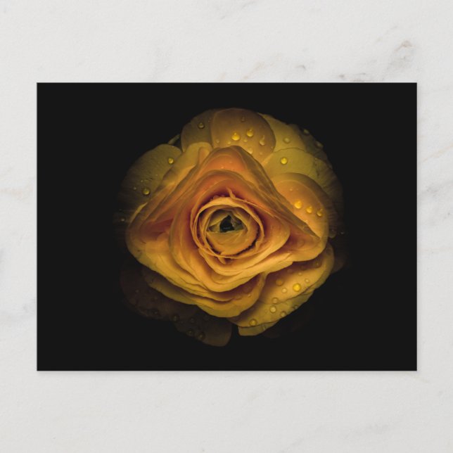 Backyard Flowers No. 74 Färg Version Vykort (Framsida)