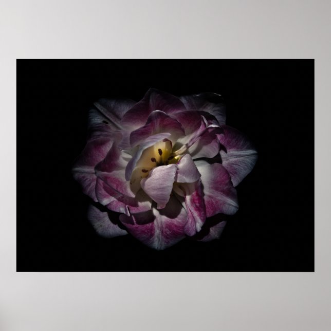 Backyard Flowers No. 81 Färg Version Poster (Framsidan)