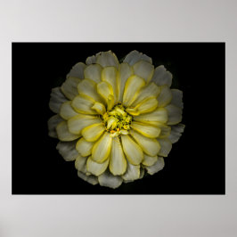 Backyard Flowers No. 86 Färg Version Poster