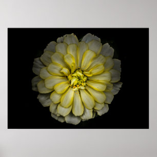 Backyard Flowers No. 86 Färg Version Poster