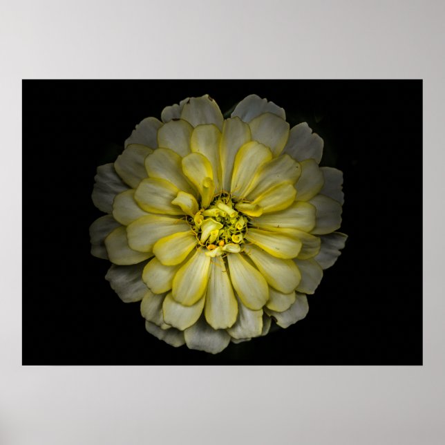 Backyard Flowers No. 86 Färg Version Poster (Framsidan)