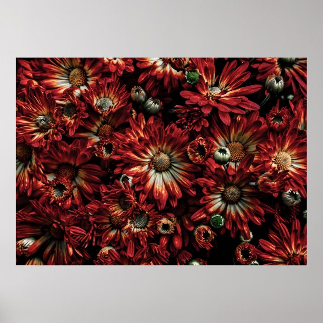 Backyard Flowers No. 88 Färg Version Poster (Framsidan)