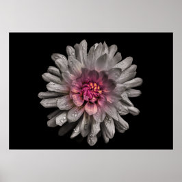 Backyard Flowers No 91 Färg Version Poster