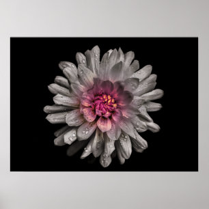 Backyard Flowers No 91 Färg Version Poster