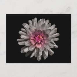 Backyard Flowers No 91 Färg Version Vykort