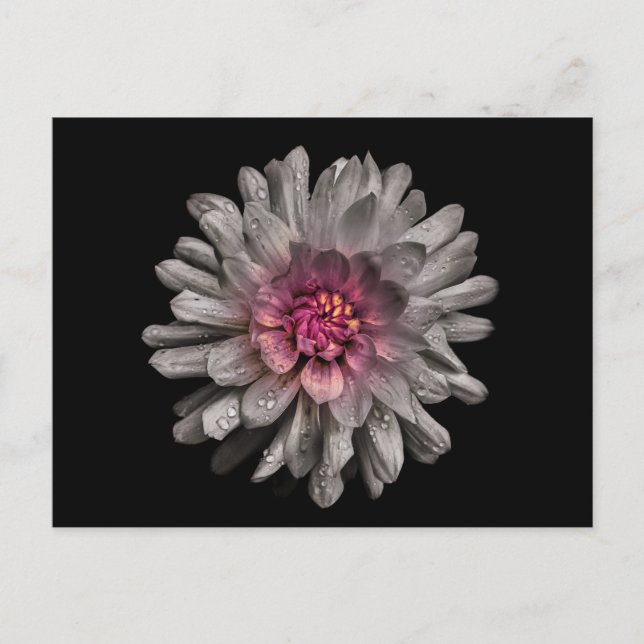 Backyard Flowers No 91 Färg Version Vykort (Framsida)