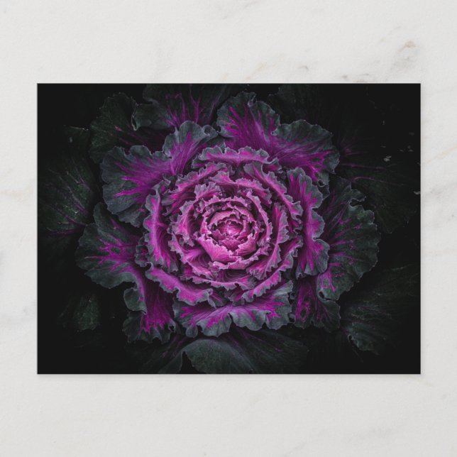 Backyard Flowers No 99 Färg Version Vykort (Framsida)