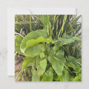 Backyard Garden Closeup Exdoor Nature Photo Anteckningskort