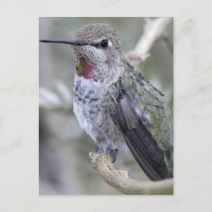 Backyard Hummingbird Vykort