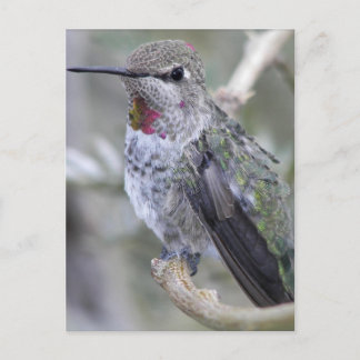 Backyard Hummingbird Vykort