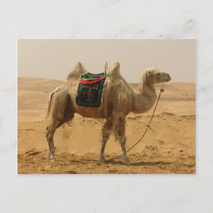 Bactrian Camel Mongolia Vykort