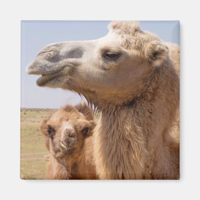 Bactrian Camel Porträtt Magnet (Framsidan)