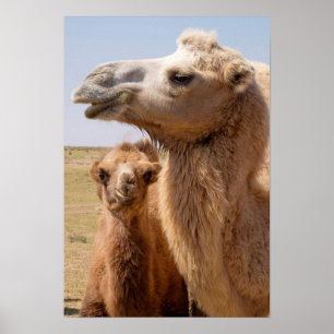 Bactrian Camel Porträtt Poster