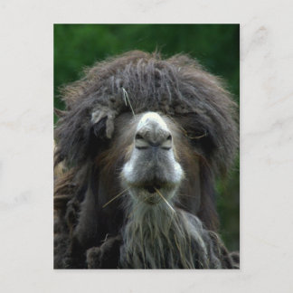 Bactrian camel vykort
