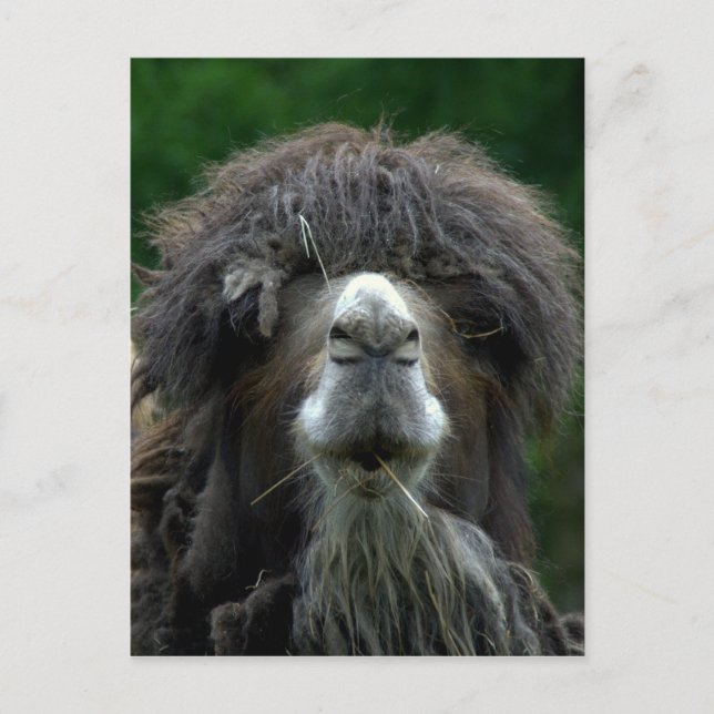 Bactrian camel vykort (Framsida)