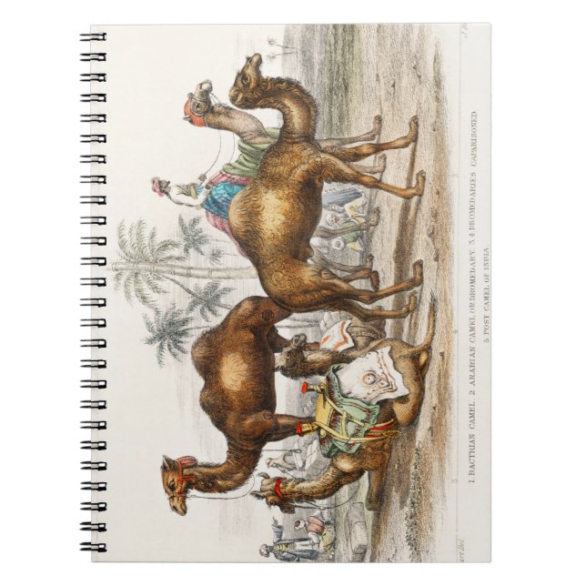 Bactriankamel, arabisk kamel eller dränkbar kamel, anteckningsbok (Framsidan)
