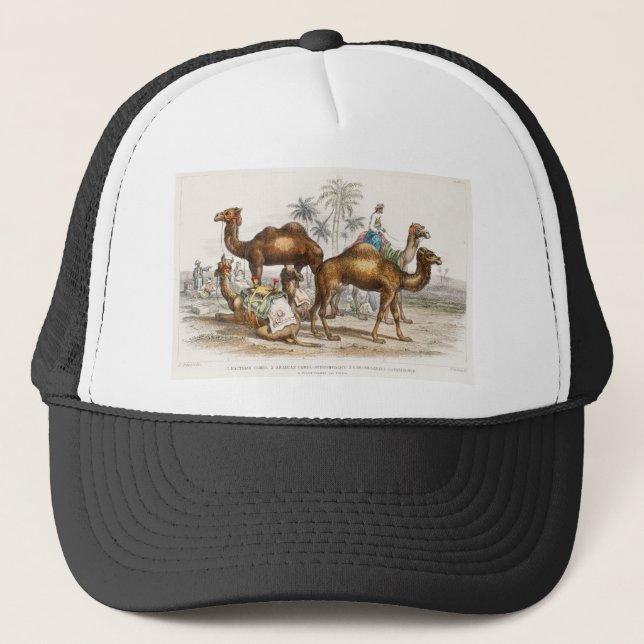 Bactriankamel, arabisk kamel eller dränkbar kamel, keps (Framsida)