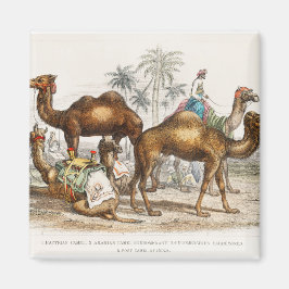 Bactriankamel, arabisk kamel eller dränkbar kamel, magnet