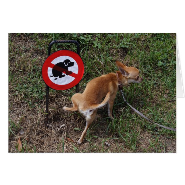 Bad Chihuahua Puppy Hälsningskort (Framsidan Horizontal)