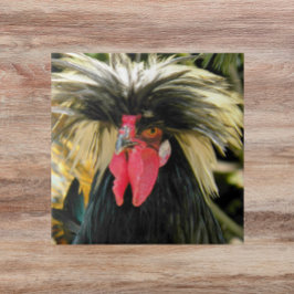 Bad Hair Chicken Photo Kakelplatta