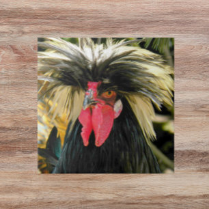 Bad Hair Chicken Photo Kakelplatta