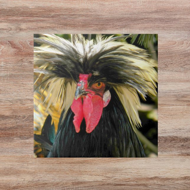 Bad Hair Chicken Photo Kakelplatta (In Situ)