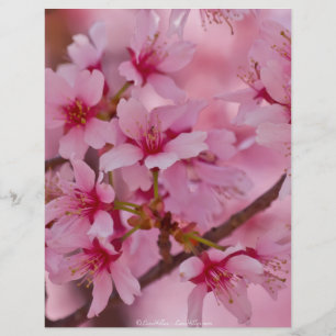 Bada i Rosa japanska Cherry-Blommar