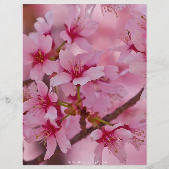 Bada i Rosa japanska Cherry-Blommar (Framsida)