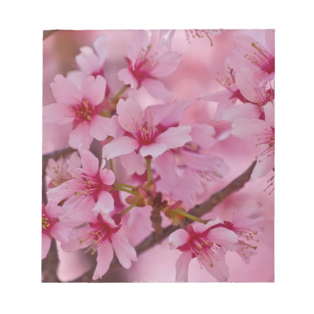 Bada i Rosa japanska Cherry-Blommar Anteckningsblock (Framsida)