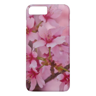 Bada i Rosa japanska Cherry-Blommar