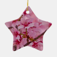 Bada i Rosa japanska Cherry-Blommar