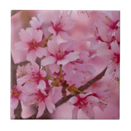 Bada i Rosa japanska Cherry-Blommar Kakelplatta