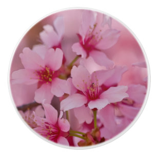 Bada i Rosa japanska Cherry-Blommar Knopp