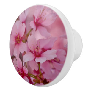 Bada i Rosa japanska Cherry-Blommar Knopp