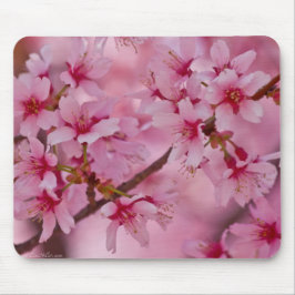 Bada i Rosa japanska Cherry-Blommar Musmatta