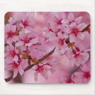 Bada i Rosa japanska Cherry-Blommar Musmatta