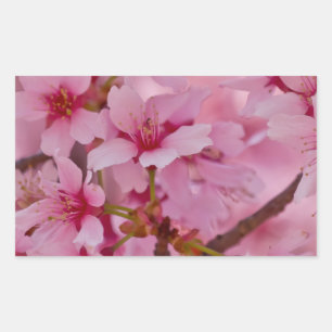 Bada i Rosa japanska Cherry-Blommar Rektangulärt Klistermärke