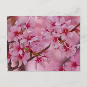 Bada i Rosa japanska Cherry-Blommar Vykort